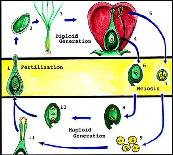 Fertilization Slide 53 / 86 The development of pollen and ovules culminates in fertilization.