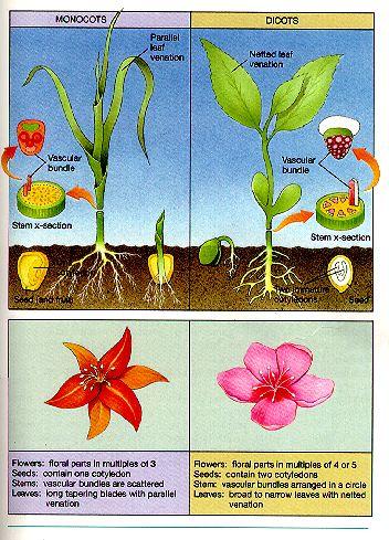 Flowering Plants Flowering plants are divided into
