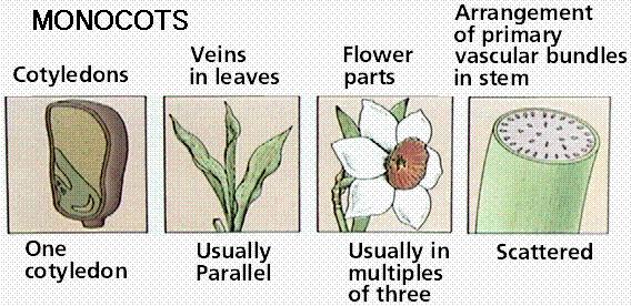 13.11 Flowering Plants Monocots (monocotyledons): Fig. 20.16, p.