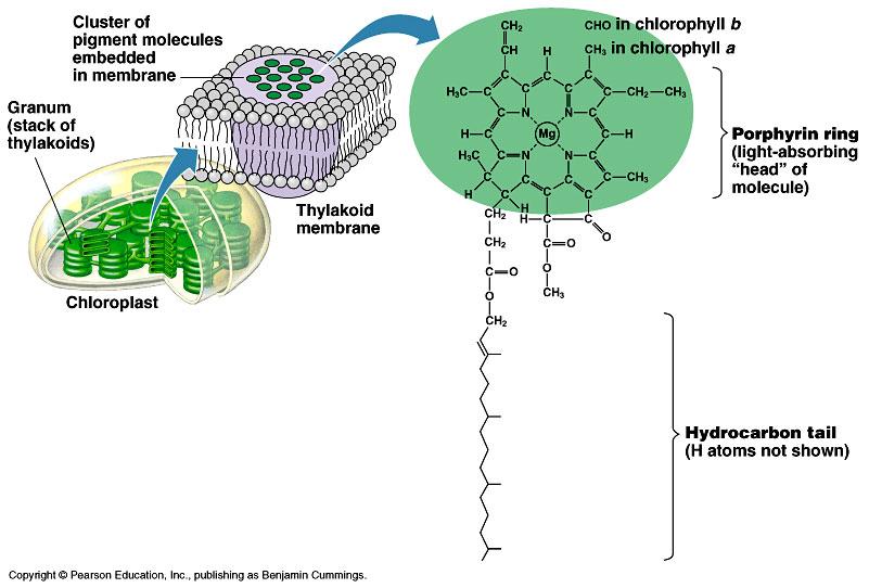 Photosynthesis Chlorophyll: : the green