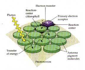 Photosynthesis Light Reactions (Fig. 4.7, p.