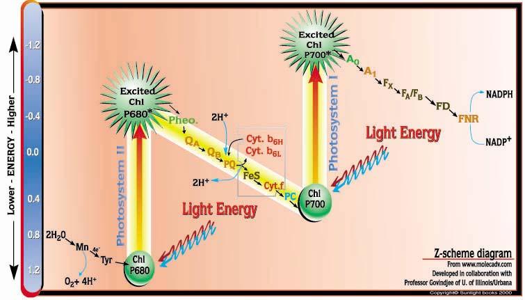 Photosynthesis Light Reactions (Fig. 4.7, p. 109) Water is split into hydrogen and oxygen.