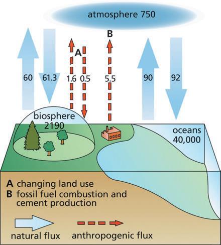 Figure 3 Global carbon cycle.