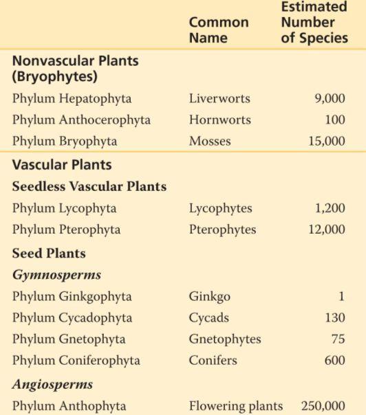 Bryophytes: Non vascular plants lack vascular tissue (hence, lack true organs, leaves, stems and roots) The relatively undifferentiated body of such plants is known as the thallus root like
