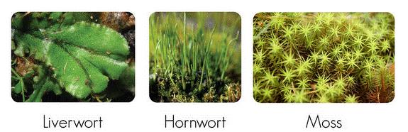 Comparing liverworts, hornworts and mosses Which generation is the dominant one?