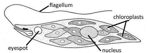 5. The Kingdom Protista traditionally contains microorganisms that are difficult to classify as plants or animals.