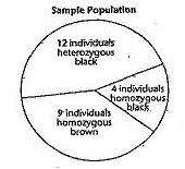 Name: Period: Study Guide Chapter 16: Evolution of Populations 16-1 Genes and Variation (pages 393-396) 1.