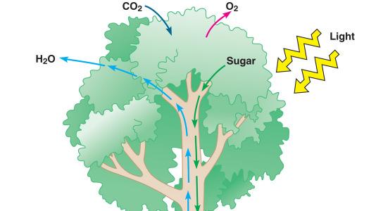 O 2 out stomates respiration O 2 in; CO 2 out roots exchange gases within air spaces in soil