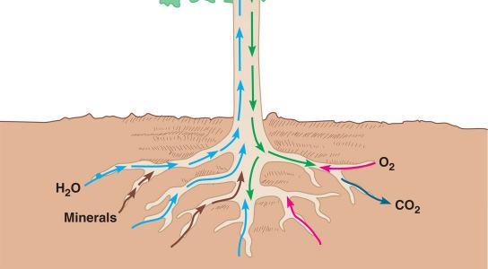 cells transport of H 2 O & solutes into root hairs short-distance transport from cell to