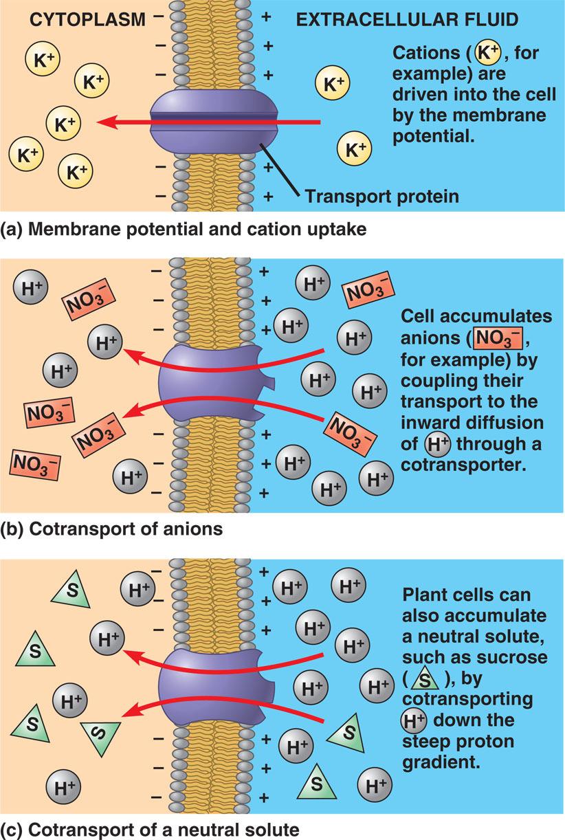 Cellular transport Active transport solutes are moved into plant cells via active transport central role of proton pumps chemiosmosis