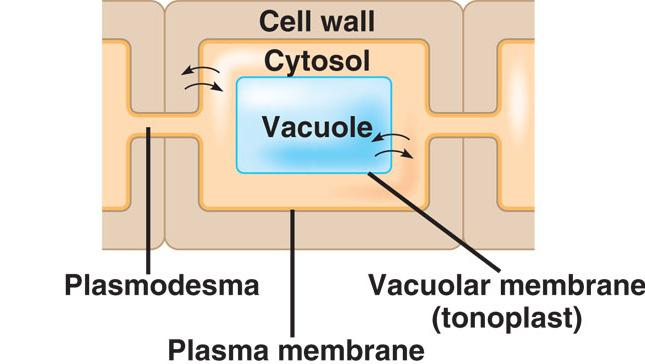 transmembrane route repeated crossing of plasma membranes slowest route but offers more control symplast route move from cell to cell