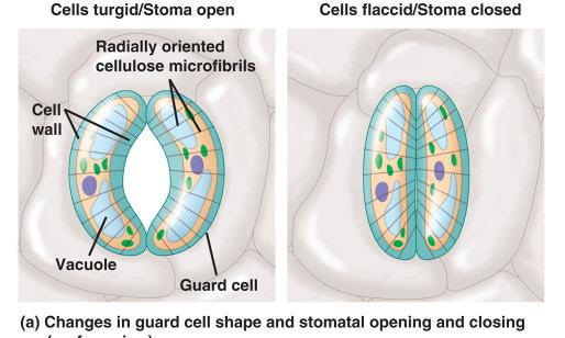 receptor in plasma membrane of guard cells triggers