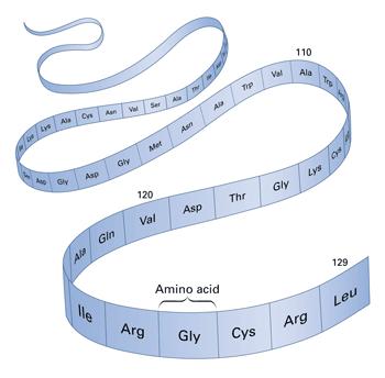 amino acid The subunit of a protein, carried in by the trna from the cytoplasm to the ribosome during protein synthesis 4.