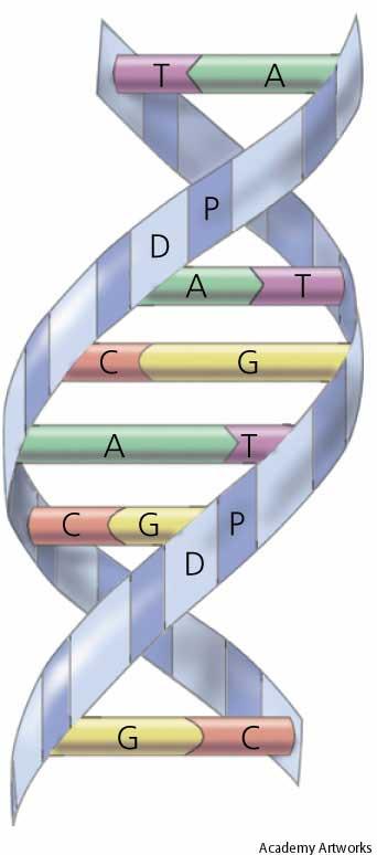 DNA Deoxyribose Nucleic Acid A nucleic acid molecule in the form double helix that is the major component of chromosomes and carries genetic