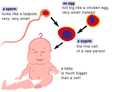 fertilis =fruitful 16. fertilization Process in sexual reproduction in which the male and female gametes join to form a zygote -ion = act or condition of 17.