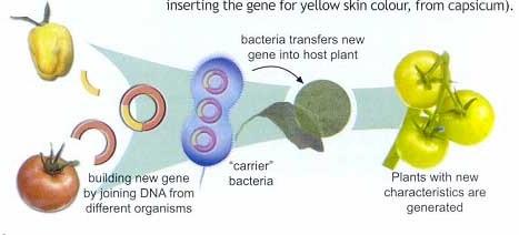 20. genetic engineering GENETICS UNIT VOCABULARY CHART genesis origin Process of making changes in the DNA code of living organisms.