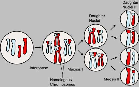 genotype Genetic make up of an organism Example: DD homozygous dominant genotype; Dd heterozygous genotype; dd homozygous recessive genotype genesis = origin type