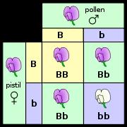 Punnett square Diagram showing the possible gene combinations of a genetic cross 35.