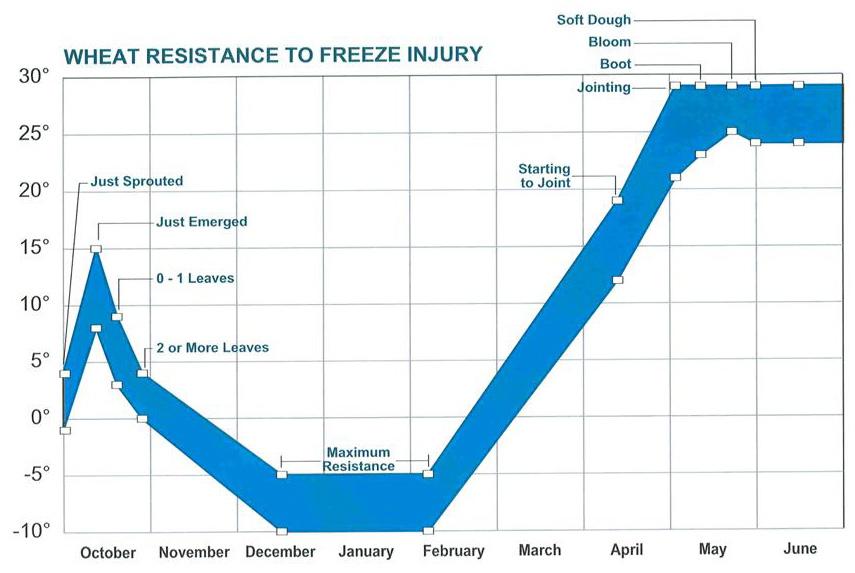 Figure 1. Temperatures that cause freeze injury to winter wheat at different growth stages. Winter wheat rapidly loses hardiness during spring growth and is easily injured by late freezes.