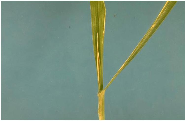 Jointing Stage The jointing stage is when the internodes (stem segments between joints or nodes) are elongating in the wheat stem and the embryonic head is moving up through the stems.