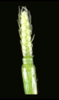 Figure 8. A healthy growing point has a crisp whitish-green appearance (left). A growing point that has been damaged loses its turgidity and greenish color within several days after a freeze.