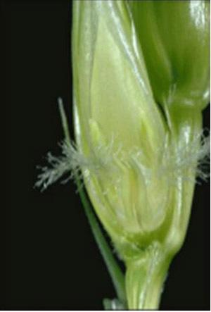 Anthers become twisted and shriveled, yet they are still their normal color within 24 to 48 hours after a freeze.
