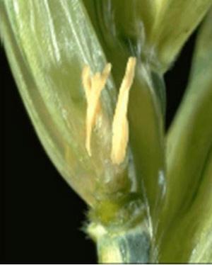 Freeze injury causes anthers to become white and shriveled and might prevent them from being extruded from the florets (Figures 14, 15, 16).