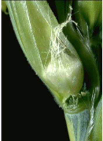 Figure 22. Shortly after pollination healthy greenish-white kernels begin to develop. Figure 23. As healthy kernels continue to develop, they will contain a clear liquid.
