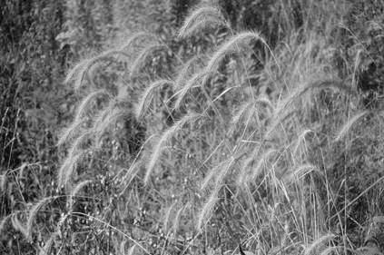 aestivinum - wheat