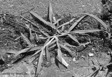 Paniceae Digitaria -
