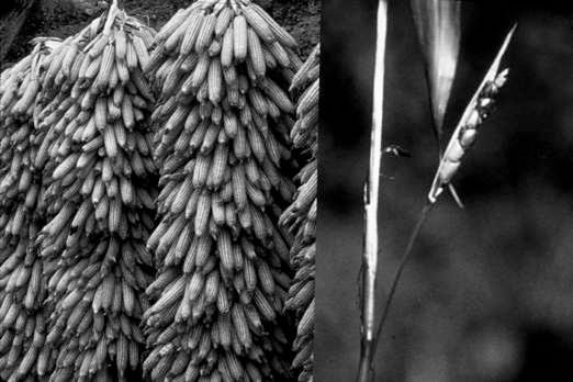 linear inflorescence) Female spikelets