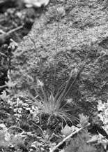 Poaceae related to more typical,