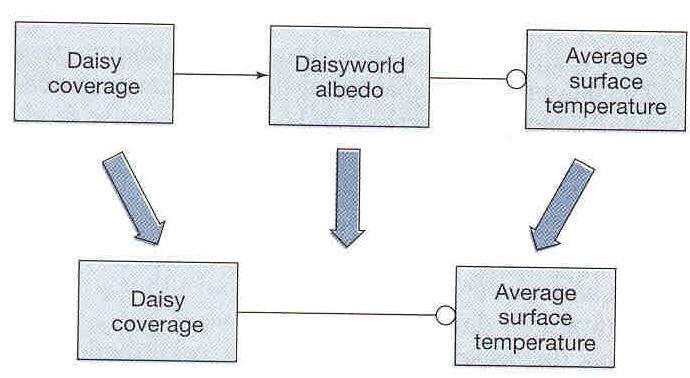 temperature HOW DAISY COVERAGE AFFECTS TEMPERATURE: An increase in daisy coverage a decrease in surface temperature WHY?