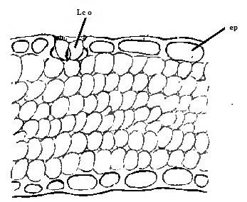 STRUCTURE OF SALT GLANDS OF PLUMBAGINACEAE... Lc o ep Lc o stg Fig. 9. Cross section through the lamina of Plumbago europaea (ep epidermis; Lc o Licopoli organ ) [MAURY, 1886] Fig. 10.