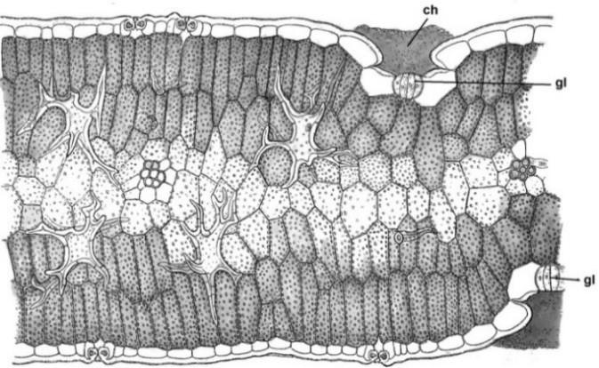 22-24); he also made a drawing of these glands in S. sareptana (Fig. 25).