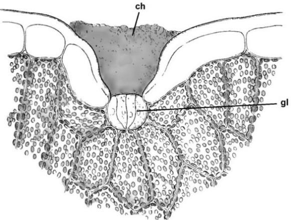 Chalk-gland (gl) in the lamina of Statice sareptana (cross section) [WORONIN, 1885] MAURY (1886) tried to elucidate the structure of the Plumbaginaceae glands, by pointing out the possible reasons