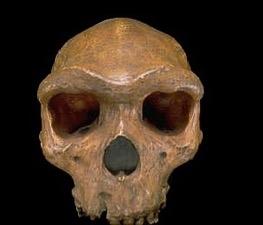Emergence of modern features begins with H. heidelbergensis (approx.