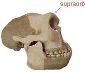 Homo erectus language? Humans = flexed cranial base H.