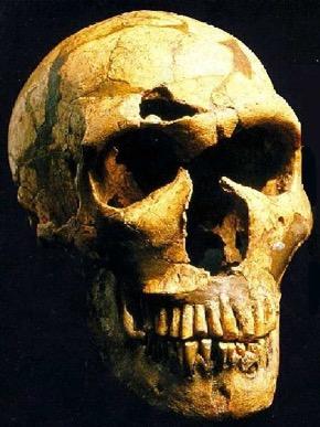 Homo neanderthalensis: 150-30 kya Distinctive features Massive brows Low forehead, long cranial vault Very large face, mid-face bulge Occipital