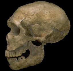 Neanderthals were short and
