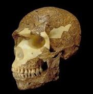 While Neandertals were evolving in Europe, hominins in Africa were becoming more like us 300-200 kya, fragmentary fossil evidence in Africa Hominins seem to have robust features like H.