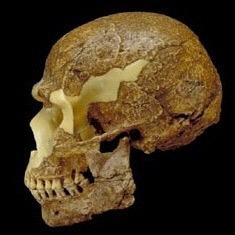 Set of derived traits characterize modern humans Face Small