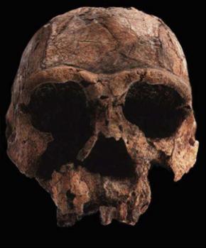 The shift towards more modern Homo begins about 1.8 mya (not modern humans yet) Similar finds in C. Africa, S.