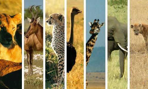Savanna Many animals of the savanna are active only during the wet season and use give