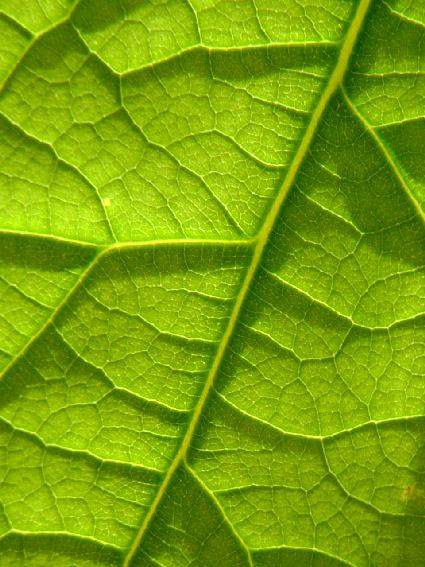 Leaves the main photosynthetic organ of vascular plants Leaves usually consist of: blade petiole Joins the leave to a node on the stem veins vascular tissues of the leaves Veins are how monocots and
