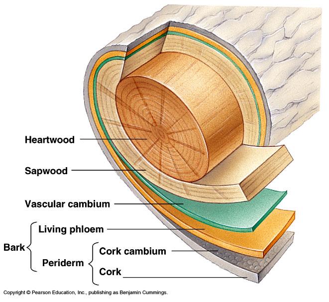 Cork Cambia and the Production of The cork cambia is a lateral meristem: Makes dermal tissue or periderm.