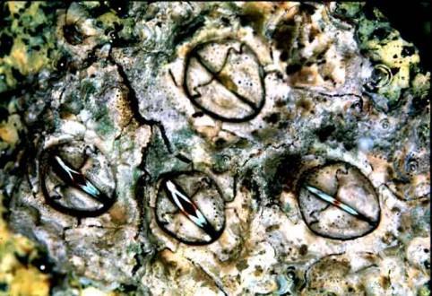 barnacles Chthamalus