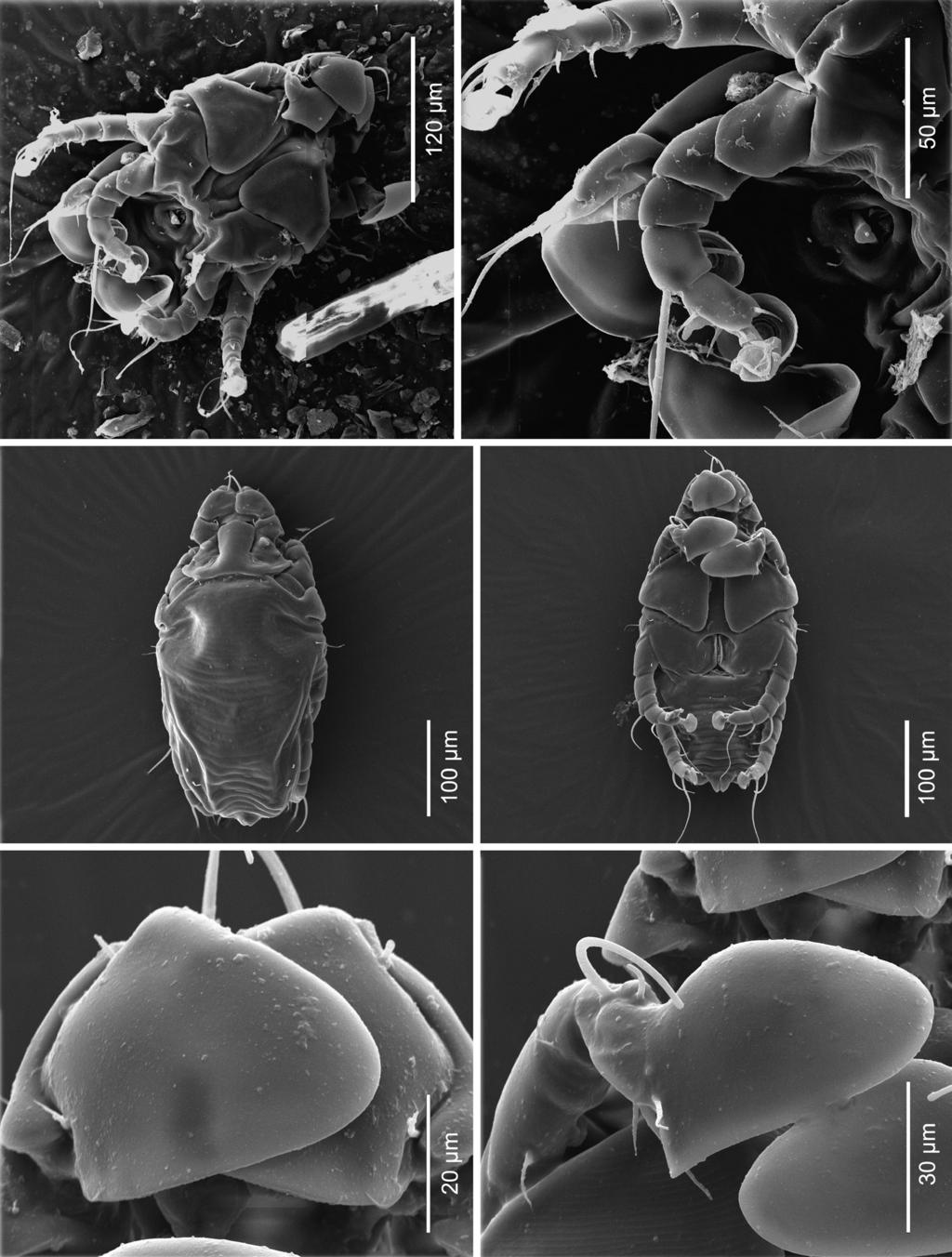 E F Fig. 9. Schizocoptes daberti sp. n. from hrysochloris stuhlmanni Matsche, scanning electron micrographs.