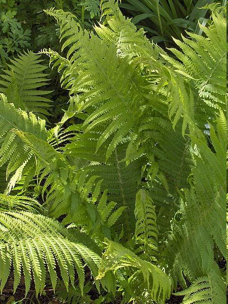 Many ferns are grown in horticulture as landscape plants, for cut foliage,, for the florist s s market and as houseplants.