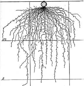 Fibrous root